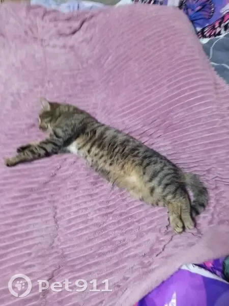 Пропал кот, улица 9 Мая, Курган - 1.8 мес. - photo