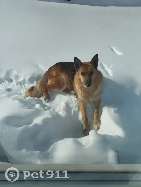 Пропала собака, улица 1905 года, Пермь - рыжая девочка по кличке Шура - photo