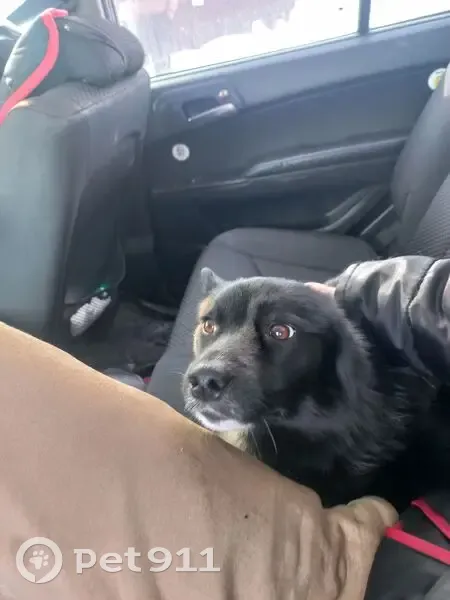 Пропал собака, Центральная улица, 43, Уфа - чёрный с белыми лапками - photo