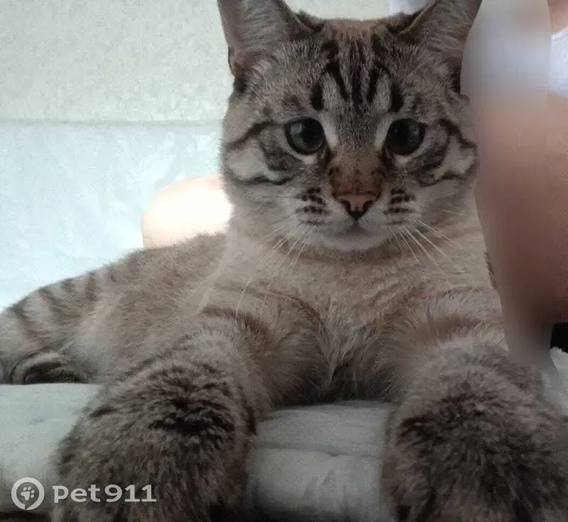 Пропал кот, улица Разина, 64, Фролово - светло коричневый полосатый - photo