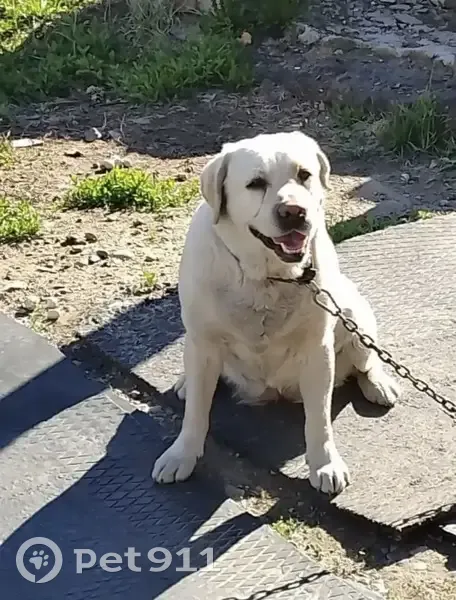 Пропала собака, улица Красавина, Набережные Моркваши - откликается на имя Ежик - photo