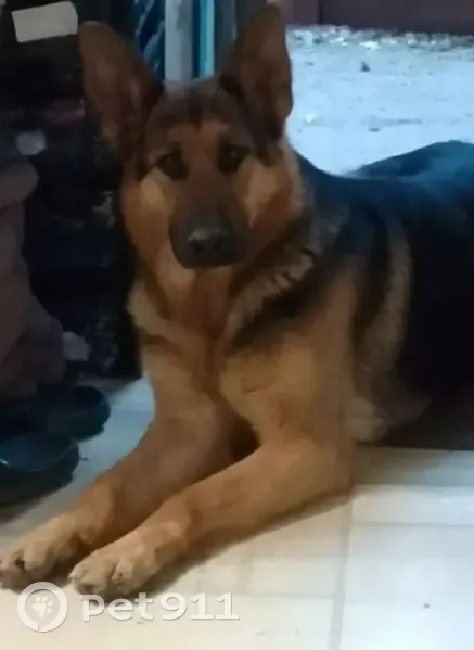 Пропала собака, девочка, улица Лавриненко, 104, Армавир - photo