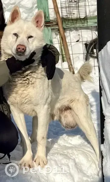 Пропала собака, улица Свердлова, 43, Богородск - рак яичек - photo