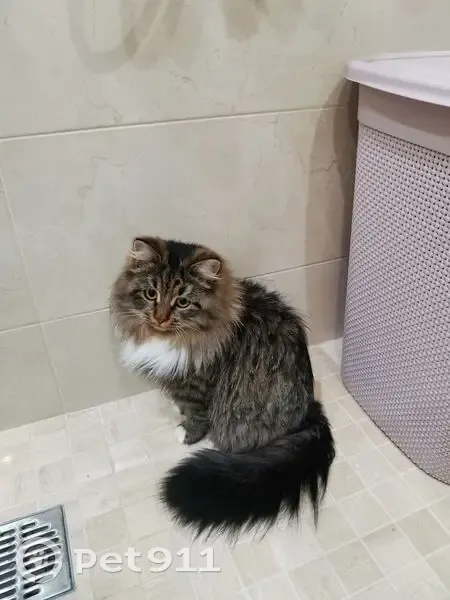 Пропала кошка, пжск Русь, Хохряки - девочка с белым животиком - photo