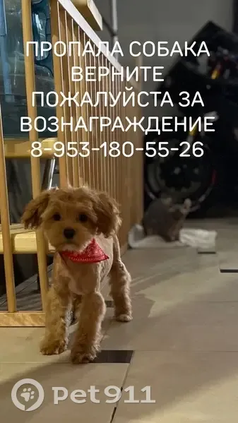 Пропала собака, проспект Ленина, 14, Тула - мальтипу с красным ошейником - photo