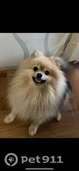 Пропал собака, Подгорная улица, 9, Киров - photo