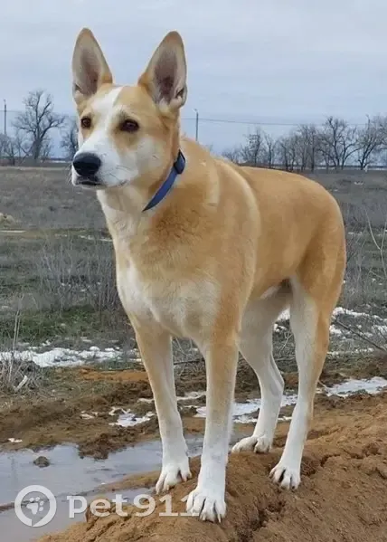 Пропала собака, улица 40 лет Победы, 78, Волжский - светло рыжий с белым окрас - photo