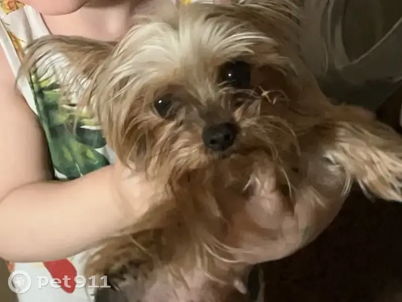 Пропала собака, Ивановская улица, Высокое - мини йорк, активная и веселая - photo