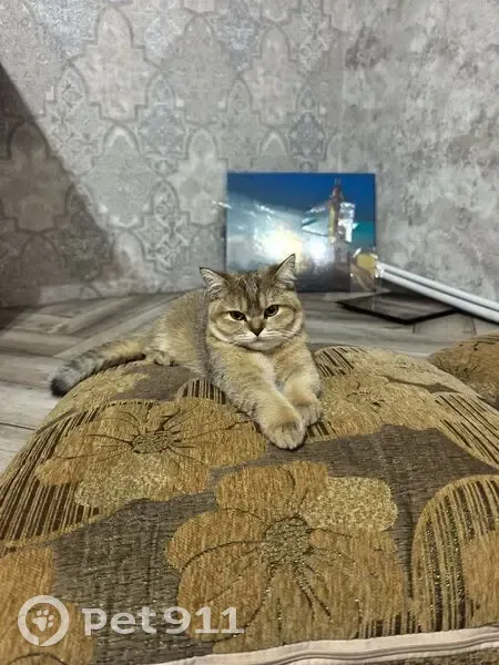 Пропала кошка, улица Победы, 84, Ахтырский - рыжая британская шиншилла - photo