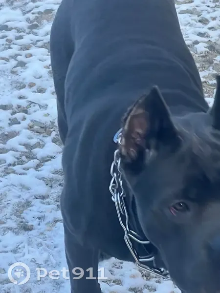 Пропал собака, улица Демуса, 6Б, Краснодар - чёрный Коне-Корсо с зелёным ошейником - photo