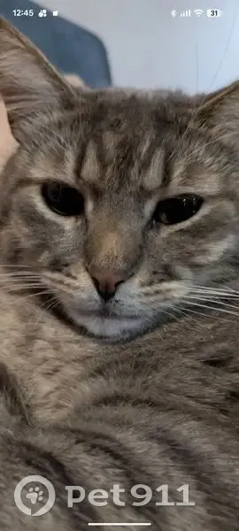 Пропал кот, Читинская улица, 7, Казань - верх левого уха надорван - photo