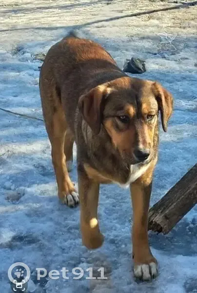 Пропал собака, Волгоград - photo