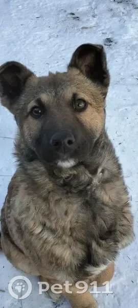 Пропала собака, палевый окрас, улица Коли Мяготина, 8, Курган - photo