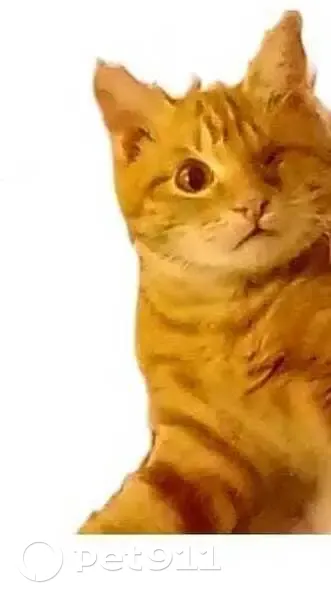 Пропал кот, улица Каримова, Махачкала - оранжевый, отсутствует левый глаз - photo