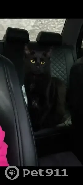 Пропал кот, 46Н-03784, Стреглово - черный окрас, кличка «Бегемот» - photo