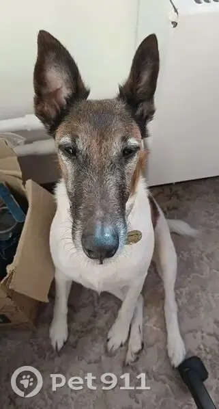 Пропала собака, женская, Раменский - трёхцветная фокстерьерша с клеймом - photo