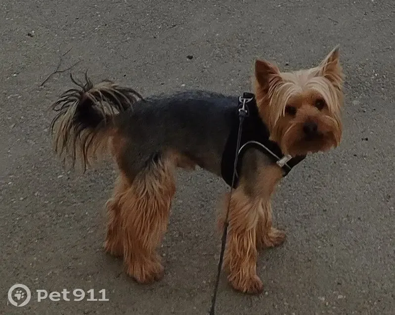 Пропал собака, улица 3-я Линия Нефтяников, 24, Краснодар - крупный и высокий - photo