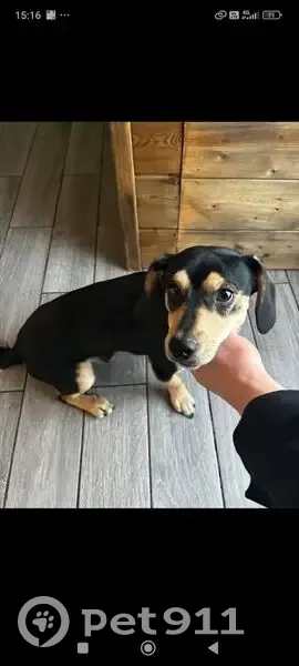 Пропал собака, Красноармейская улица, 8, Артём - photo