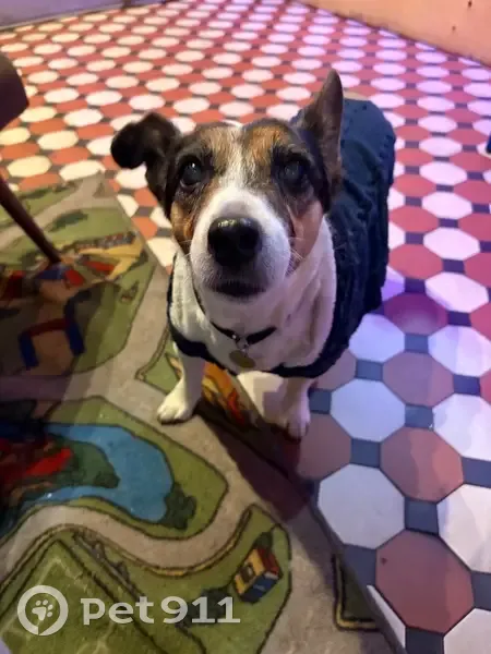 Пропала собака, Технический переулок, Москва - медленно ходит, адресник «HAVA” и «Рокси» - photo