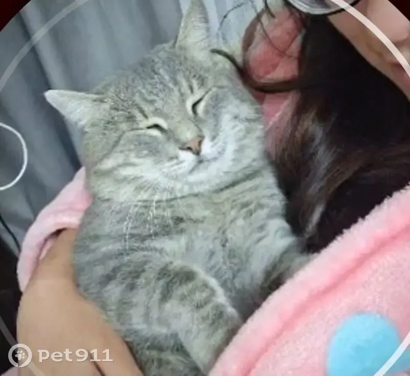 Пропала кошка, мужской пол, Колпинская улица, Волгоград - серый окрас, зелёные глаза - photo