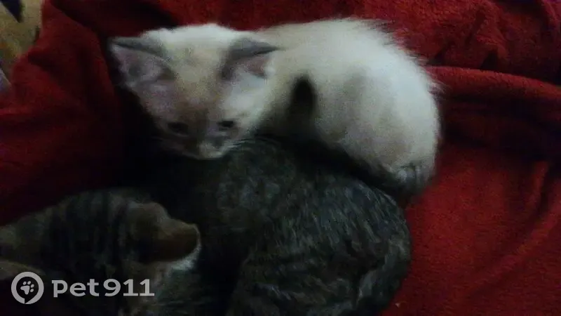 Пропала кошка, Юбилейная улица, 1, Ургакш - Невская Маскарадная - photo