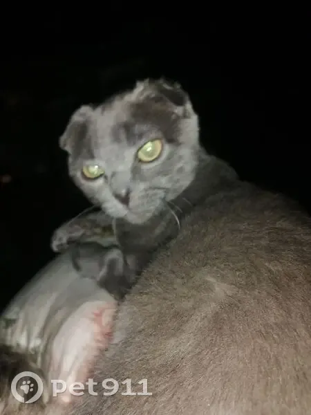 Пропал кот, улица Тевосяна, Электросталь - серый окрас - photo