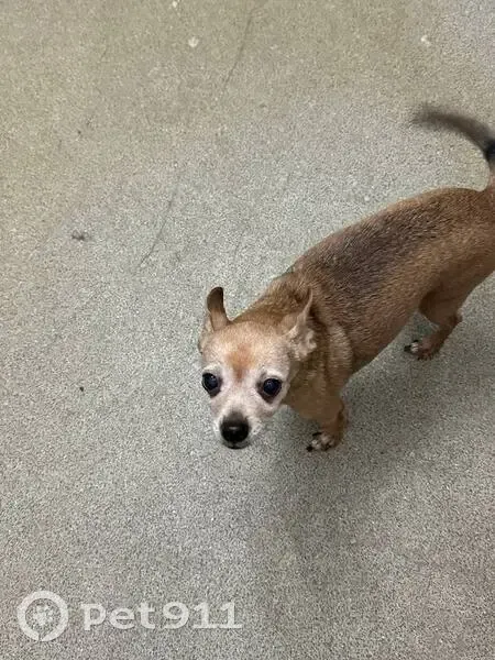 Пропала собака, женская, улица Маршала Захарова, 50 к1, Санкт-Петербург - старенькая рыжая - photo