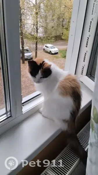 Пропала кошка, улица Скворцова, 25, Кострома - выбежала из квартиры - photo