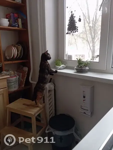 Пропала кошка, улица Маршала Жукова, Нижний Новгород - черепахой окрас - photo