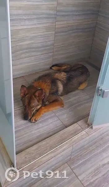 Пропала собака, женский пол, улица Молодогвардейцев, 64Б, Челябинск - похожа на помесь овчарки/лайки - photo