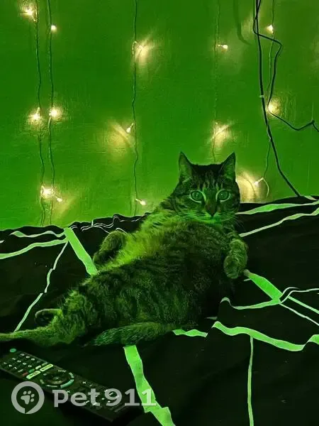 Пропал кот, проспект Славы, Копейск - полосатый окрас - photo