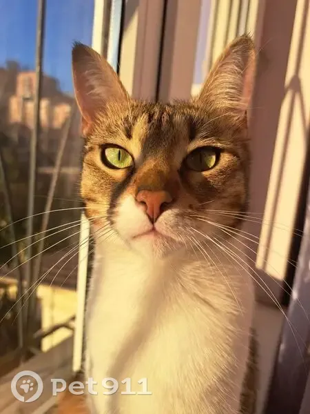 Пропала кошка, Лесная улица, 7, Сочи - трёхцветная с белой грудкой и лапами - photo