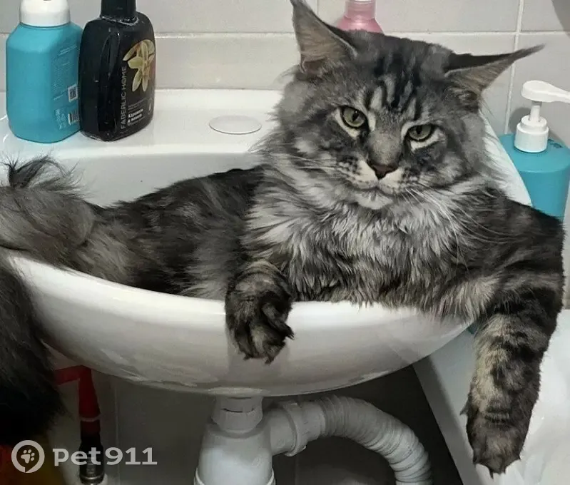 Пропал кот, улица Революции, 177Б, Ялуторовск - photo