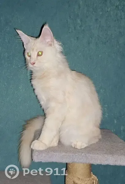 Пропал кот, улица Патриотов, 8, Екатеринбург - мейн-кун кремового окраса - photo