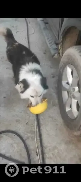 Пропал собака, улица Ногмова, Майкоп - чёрно-белый, добрый - photo