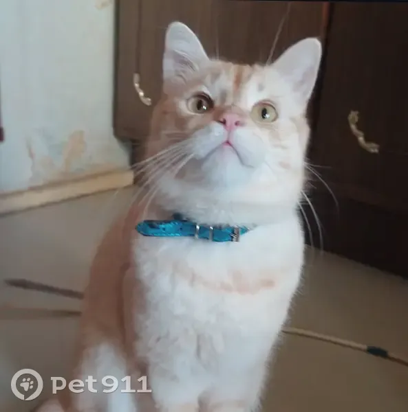 Пропала кошка, Зеленоградск, Калининградская область - белый с рыжими полосками - photo