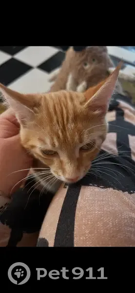 Пропал кот, Водопроводный переулок, 24, Обь - рисунок как у бенгальцев - photo