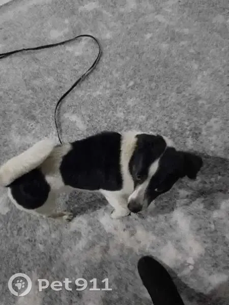 Пропала собака, улица Воронкова, 82, Волгоград - общительный, в ошейнике - photo