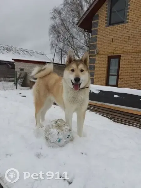 Пропала собака, улица Клары Цеткин, Камешково - Умка, порода лайка - photo