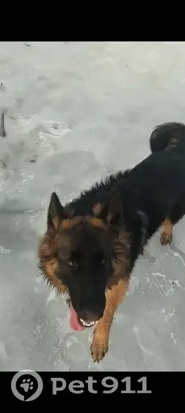 Пропала собака, Видовичи, Печки - длинношерстная овчарка, черная с рыжим - photo