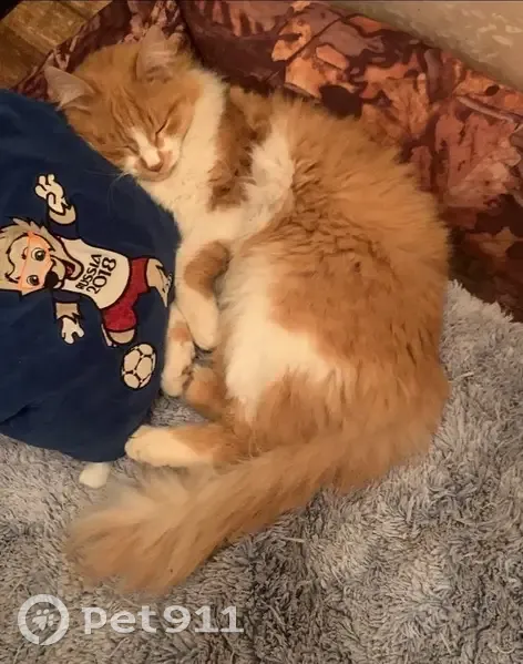 Пропал кот, Туапсинский переулок, 42А, Ростов-на-Дону - рыжий по спине, белый живот - photo