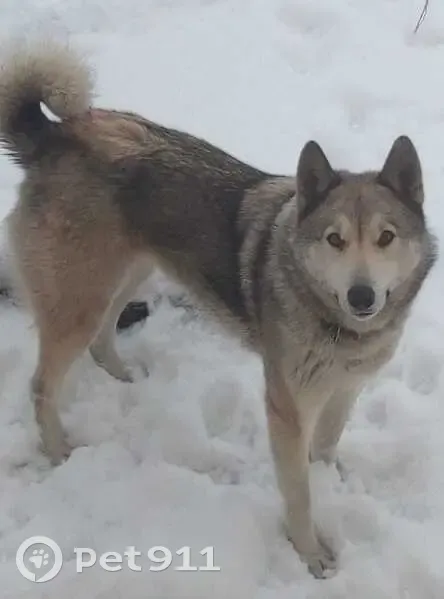 Пропала собака, 2-я улица Михаила Калинина, 49, Бийск - сняла ошейник и перелезла через забор - photo