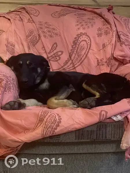 Пропал собака, Звёздная улица, Воронеж - черный окрас, с ошейником - photo