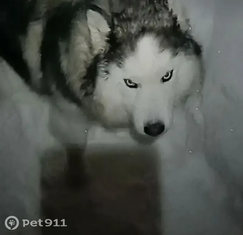 Пропала собака, Кезская улица, Кез - зелёный ошейник - photo