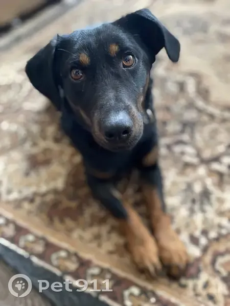 Пропал собака, Арзамас, Нижегородская область - на собаке был ошейник - photo