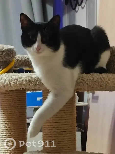 Пропал кот, улица Бориса Жигулёнкова, 25 к4, Москва - черно-белого окраса, пугливый - photo