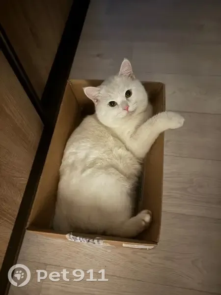 Пропал кот, Северная улица, Красноярск - короткий хвостик - photo