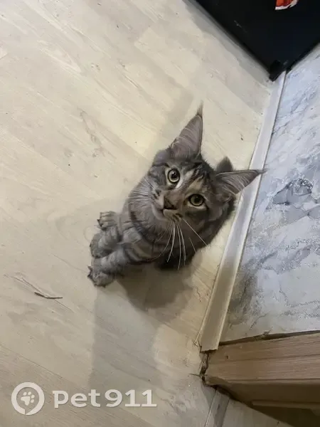 Пропала кошка, улица Бородина, 4, Екатеринбург - черепаховый окрас - photo