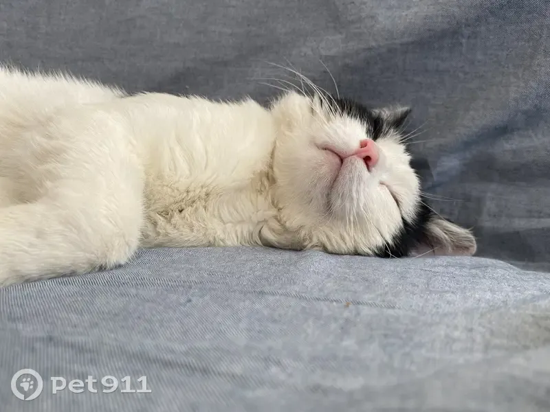 Пропал кот, 1-й Пограничный переулок, 10, Вязники - шрамы на носу - photo