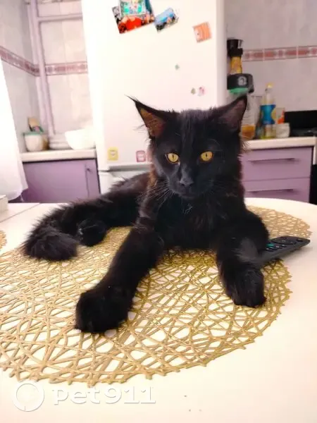 Пропал кот, 4-й Норский переулок, 3, Ярославль - черный - photo